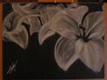 Carboncillo/Pastel nº 5 -25.June.10