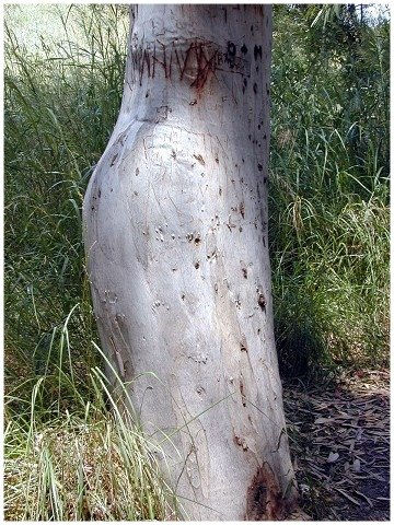 La Cadera Blanca