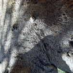 Los Arboles Nesnudos thumbnail 1