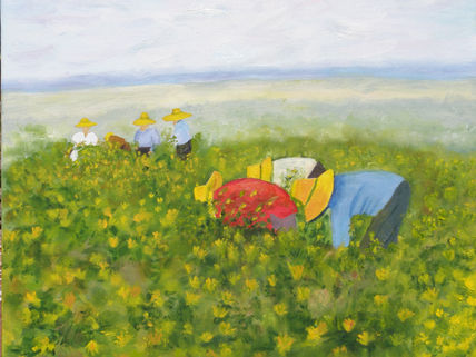 Campos de cultivo