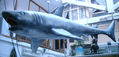 tiburón