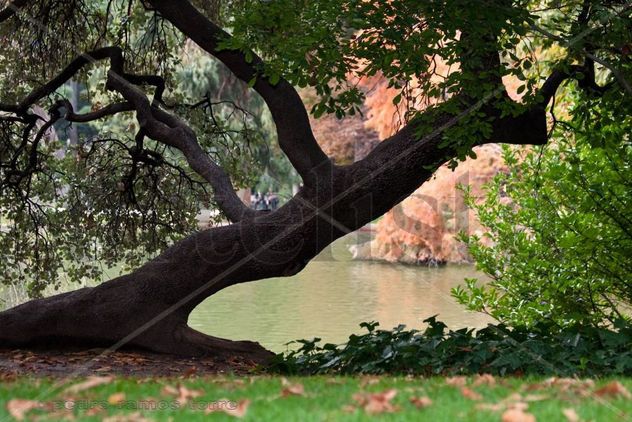TRONCO EN OTOÑO