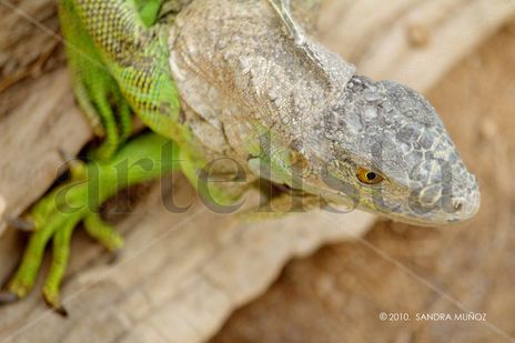 Reptiles