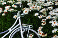 Bicicleta en jardín