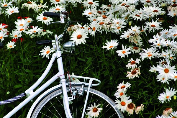 Bicicleta en jardín Otras temáticas Color (Digital)