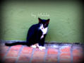 Hungry Cat