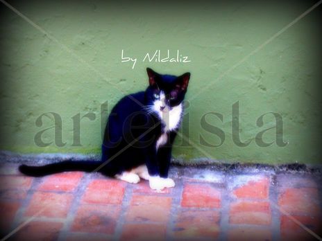 Hungry Cat