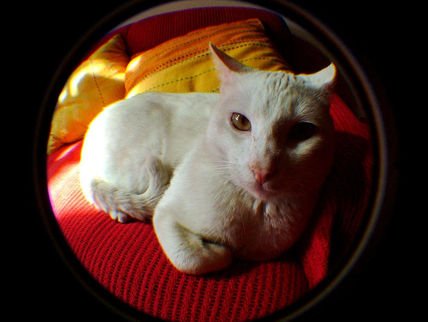 Cucurucho