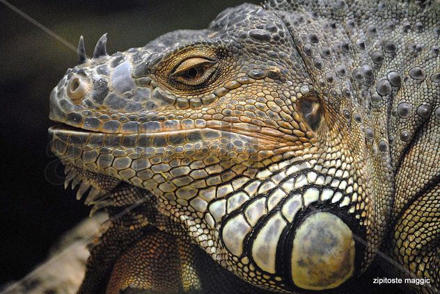iguana mayor