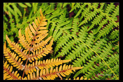 Contraste II