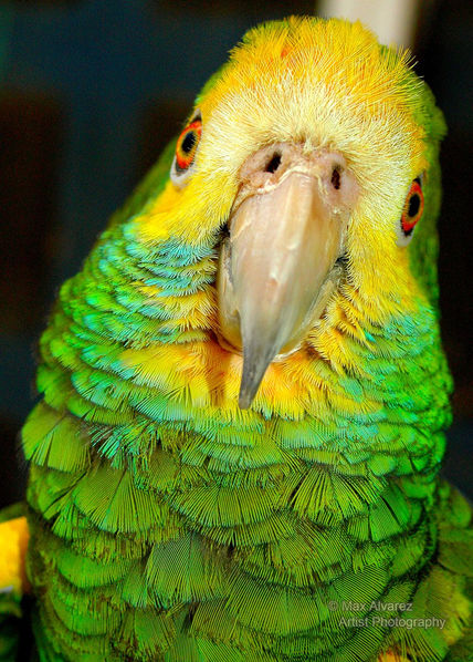 Lorenzo