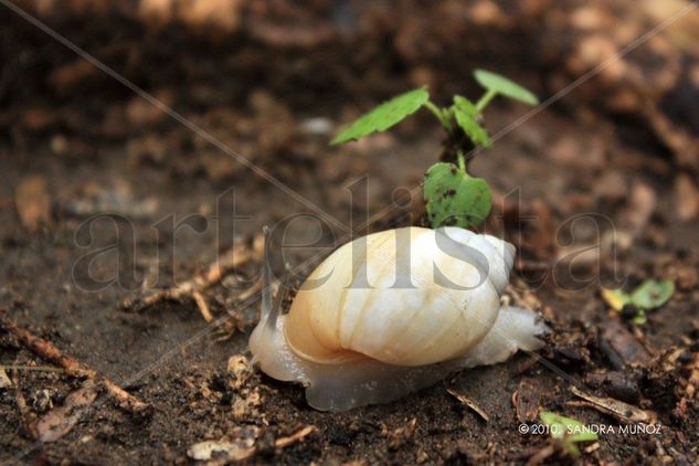 caracol Nature Color (Digital)