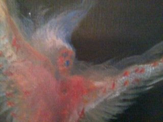 Detalle de irish angel
