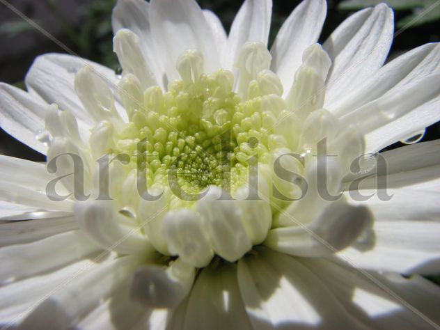 blanco