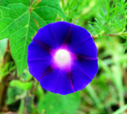 Floresciente