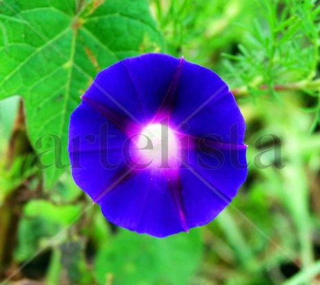 Floresciente