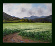 campo de alforfon  (fajol)