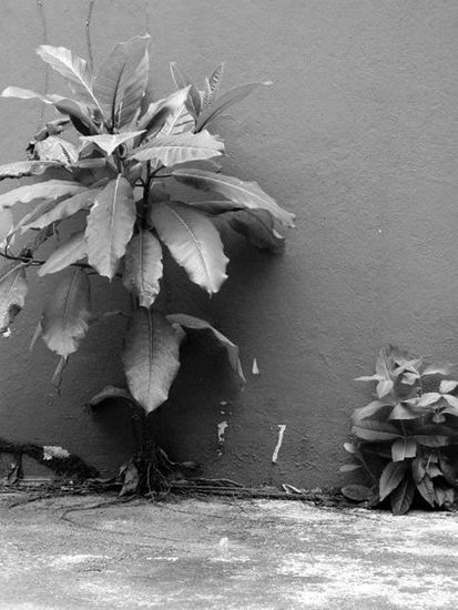 Hermanitos Nature Black and White (Digital)