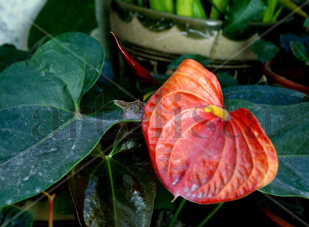 anturio naranja