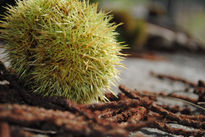 Castanhas