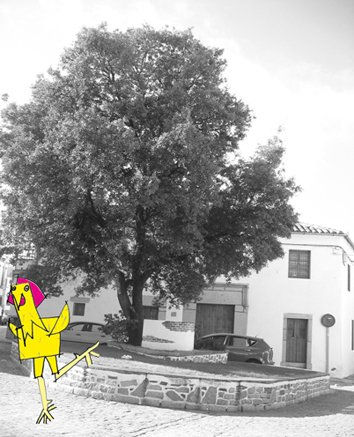 El gallo 2