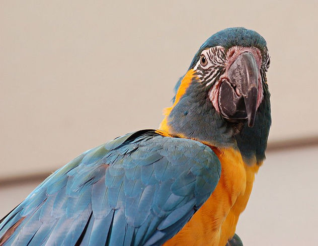 Macaw_Ara_glaucogularis