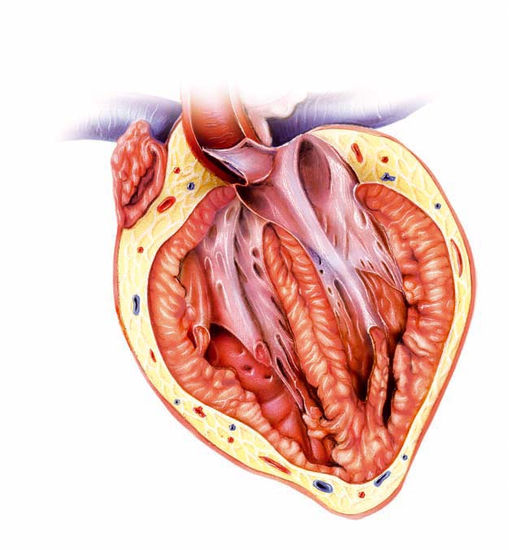 Corazón Técnica Mixta