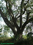 AÑOSO ARBOL 4