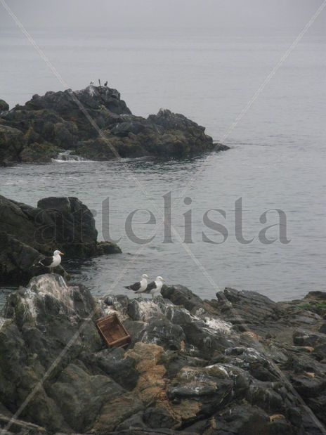 Gaviotas