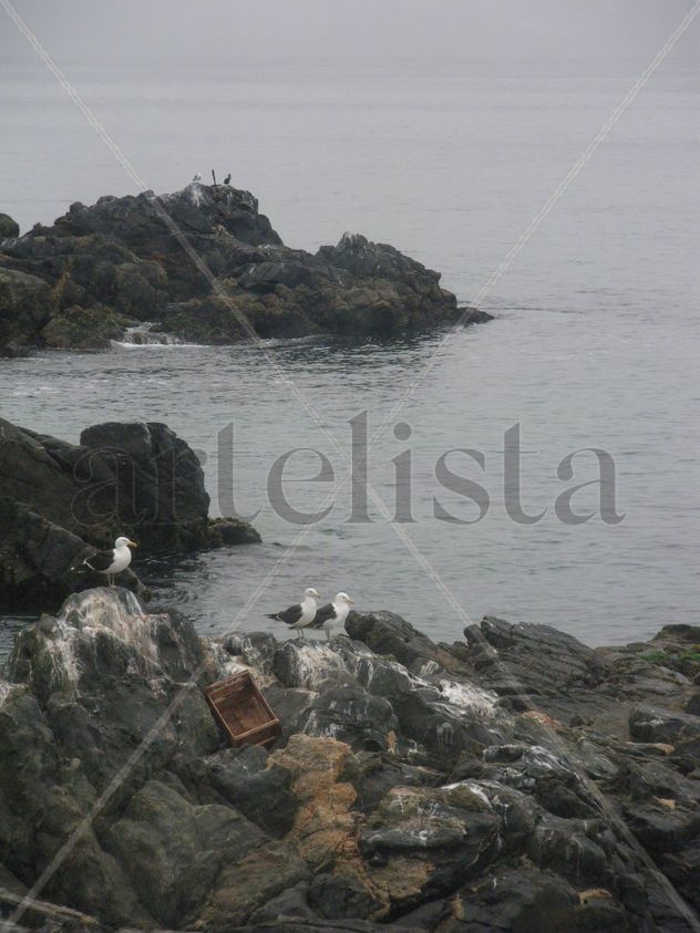 gaviotas