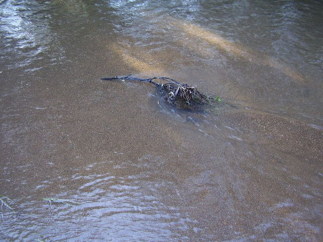 animal del agua (simulación) 