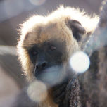 "Monos" thumbnail 2