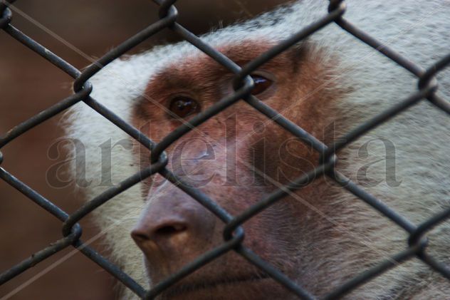 "Monos"