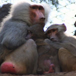 "Monos" thumbnail 1