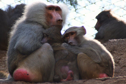 "Monos"