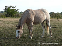 Rosilla pampa