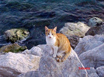 Gato en la Playa...