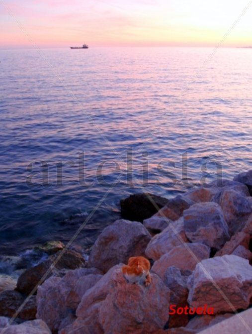 Gato en la playa Pedregalejo - Málaga