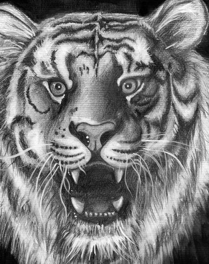 Tigre