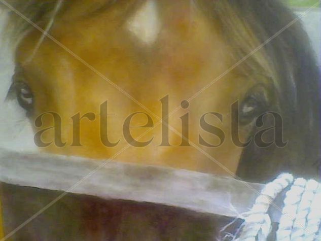 Potrillo curioso Oil Canvas Animals