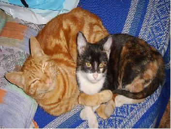 Mascotas