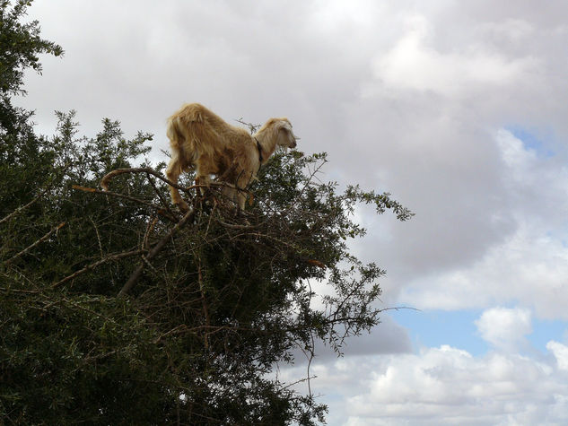 Las cabras de los árboles 