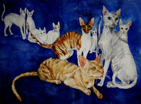 Cornish rex Cats