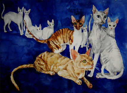 Cornish rex Cats