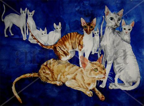 Cornish rex Cats