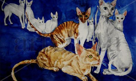 animals