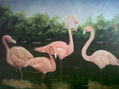 flamencos