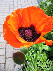 Flor Naranja