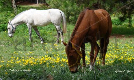 CABALLOS.