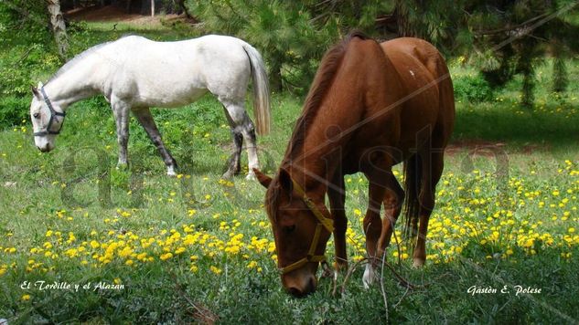 El Alazan y el Tordillo 